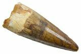 Fossil Spinosaurus Tooth - Real Dinosaur Tooth #349775-1